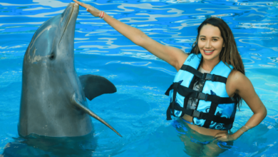 Dolphin Encounters at Aquaventuras Park: A Joyful Experience
