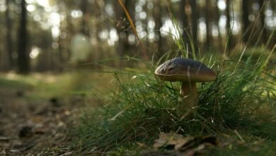 backlink campaign for ranking