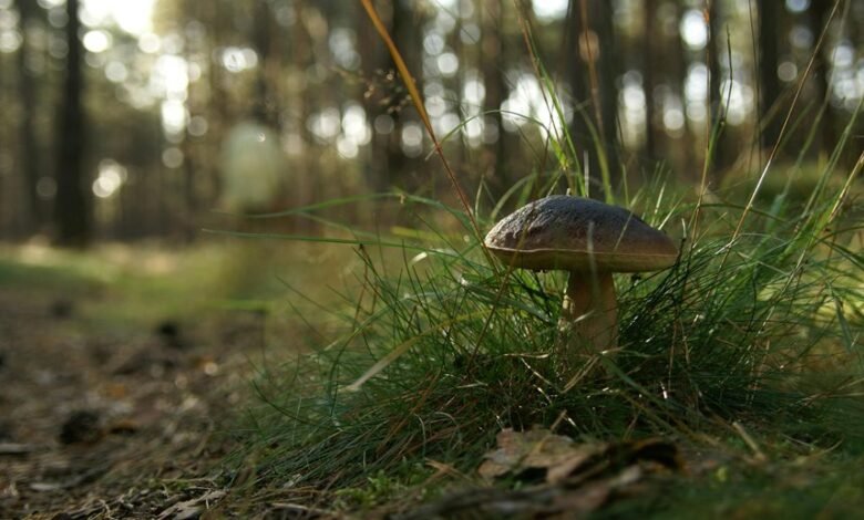 backlink campaign for ranking